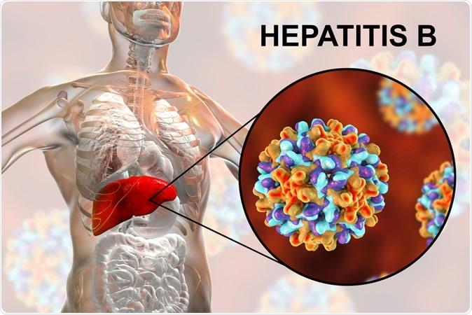 hepatitis b