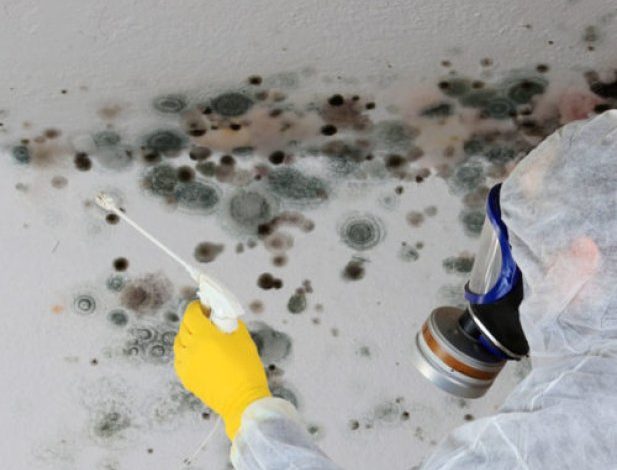Mold Removal In Boulder Co
