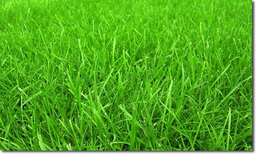 Artificial Lawn Cost