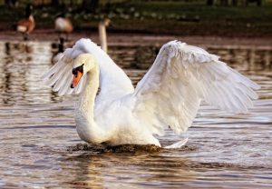 shoot birds Photography in park