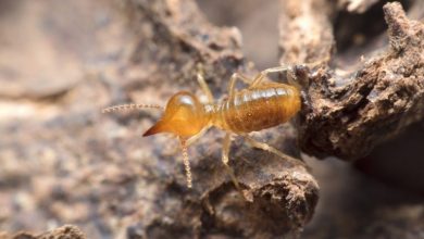 Termite control