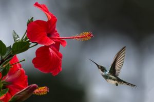 shoot birds Photography in park