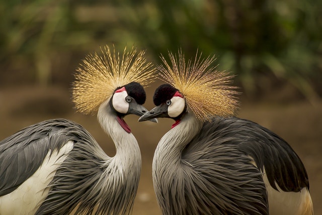 shoot birds photogarphy