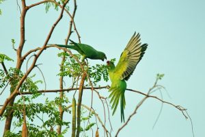 shoot birds Photography in park