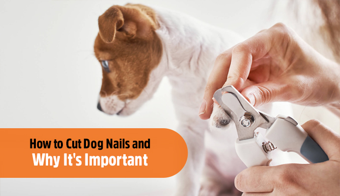 How to cut Dog Nails