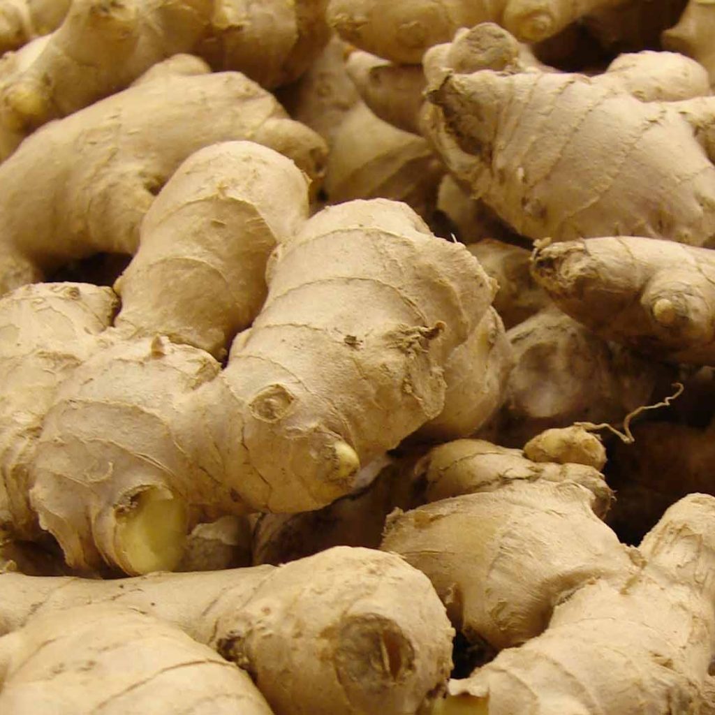 Ginger Farming in India