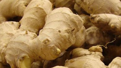 Ginger Farming in India