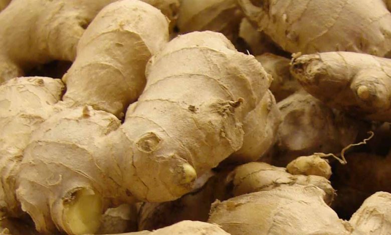 Ginger Farming in India