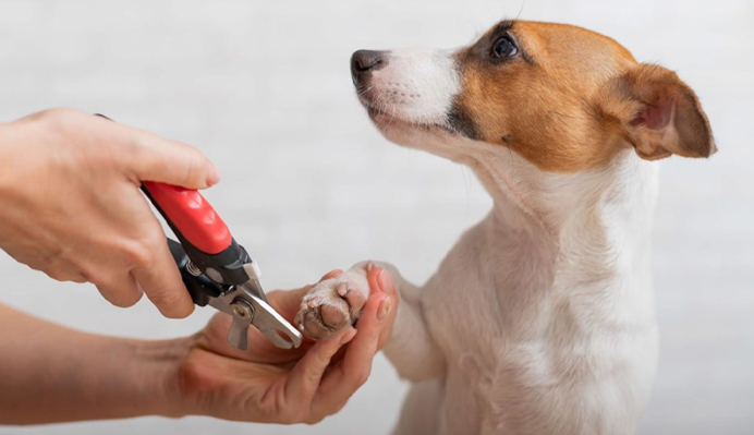 How to Cut your Dog’s Nails