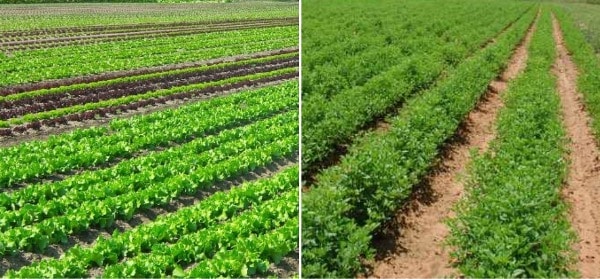 Mixed Farming And Mixed Cropping