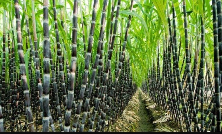 Sugarcane Farming in India - Process for Massive Production