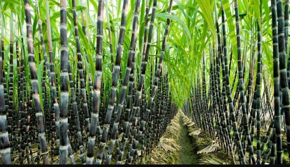 Sugarcane Farming in India - Process for Massive Production