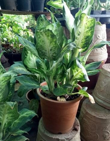 Buy Aglaonema Indoor Plant