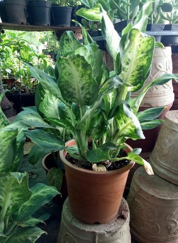 Buy Aglaonema Indoor Plant