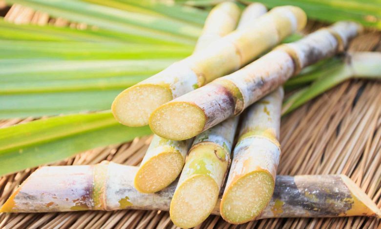 Sugarcane