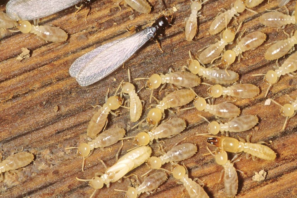 best termites treatment brisbane