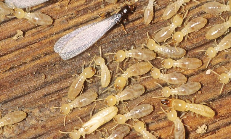 best termites treatment brisbane