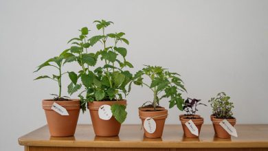 4 Benefits of Growing Herb Plants in Your Home