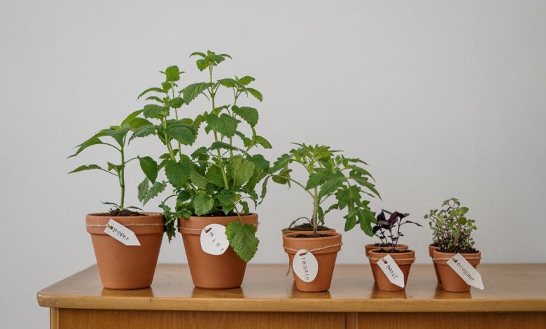 4 Benefits of Growing Herb Plants in Your Home