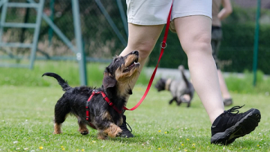 Dog Training Services in Mumbai