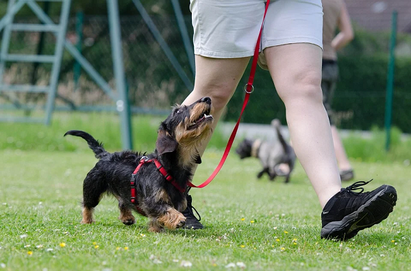 Dog Training Services in Mumbai