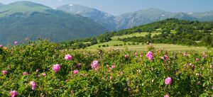 Land of Roses, Bulgaria