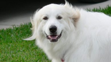 Do Great Pyrenees Like Water? The Answer Might Surprise You