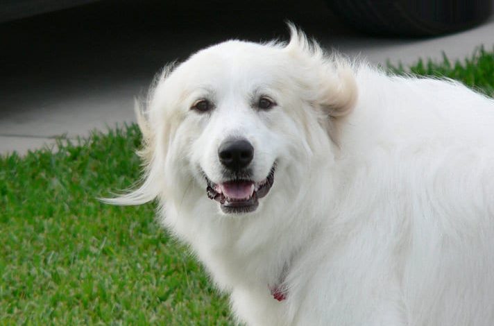 Do Great Pyrenees Like Water? The Answer Might Surprise You