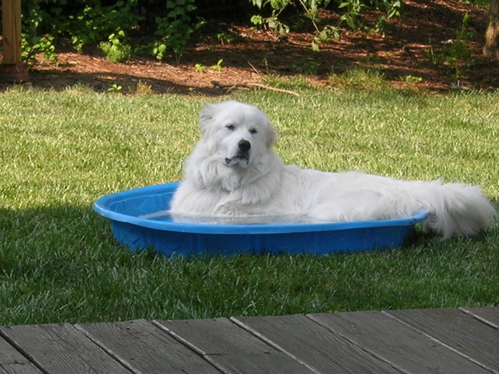 Do Great Pyrenees require a bath?