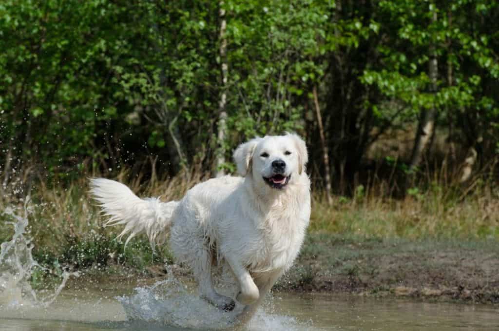 do great pyrenees like water