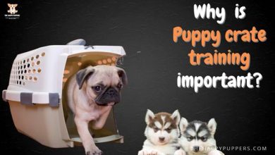 Puppy Crate Training