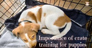 Importance of crate training for puppies