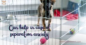 Can help in case of separation anxiety