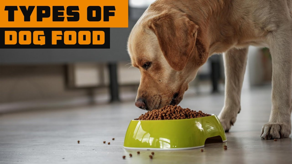 dog food online