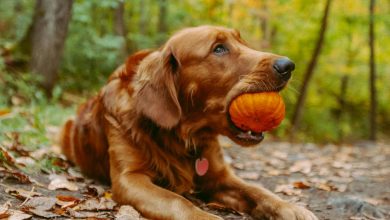 Pumpkin in Dog's Diet