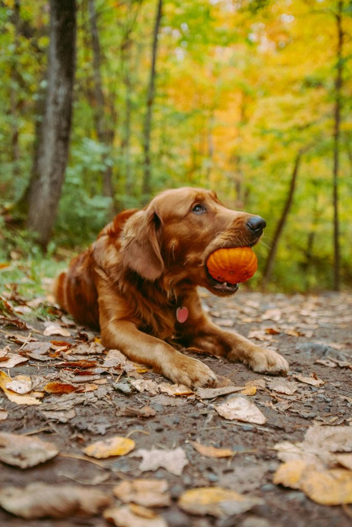 Pumpkin in Dog's Diet