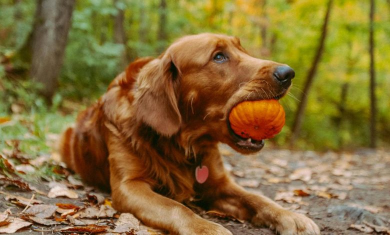 Pumpkin in Dog's Diet